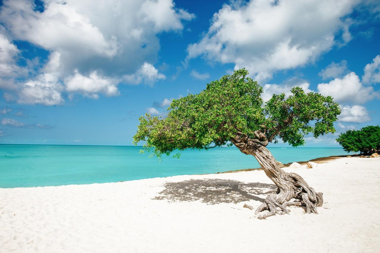 Marriott'S Aruba Surf Club Hotel Palm Beach Eksteriør billede